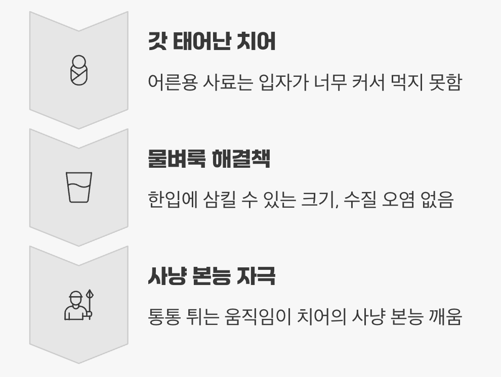 꼬물이들의 첫 사냥, 살아있는 이유식