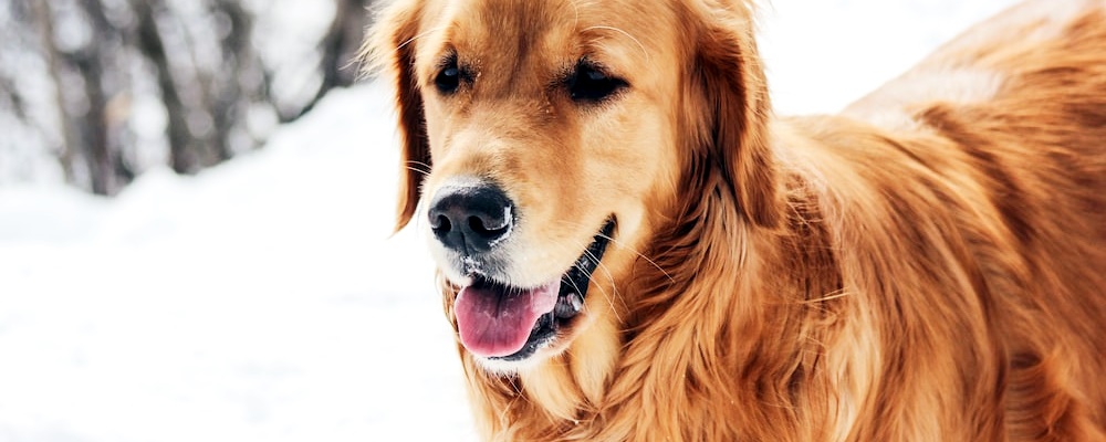 강아지 발바닥 핥기 12