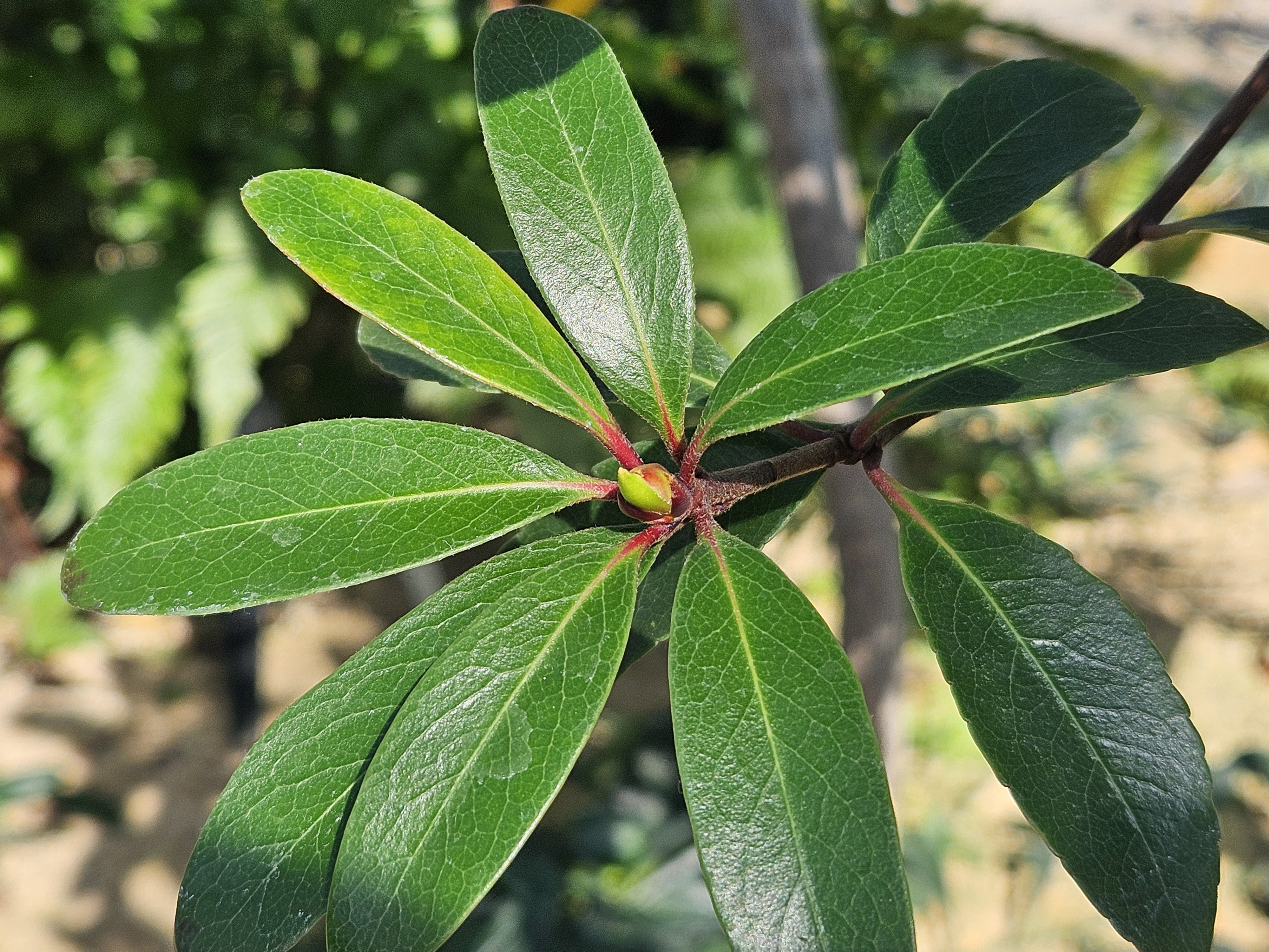 다정큼나무 잎1