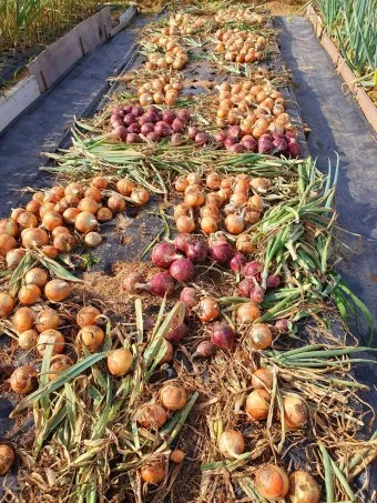 nv_양파 수확시기_15