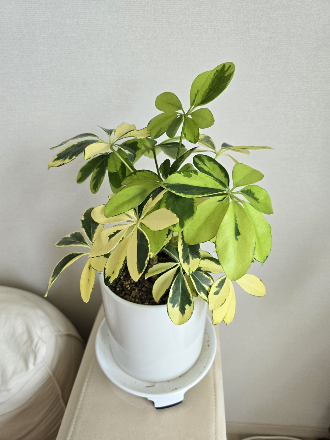 분갈이해준뒤 2달정도 지났어요 폭풍성장중이에요