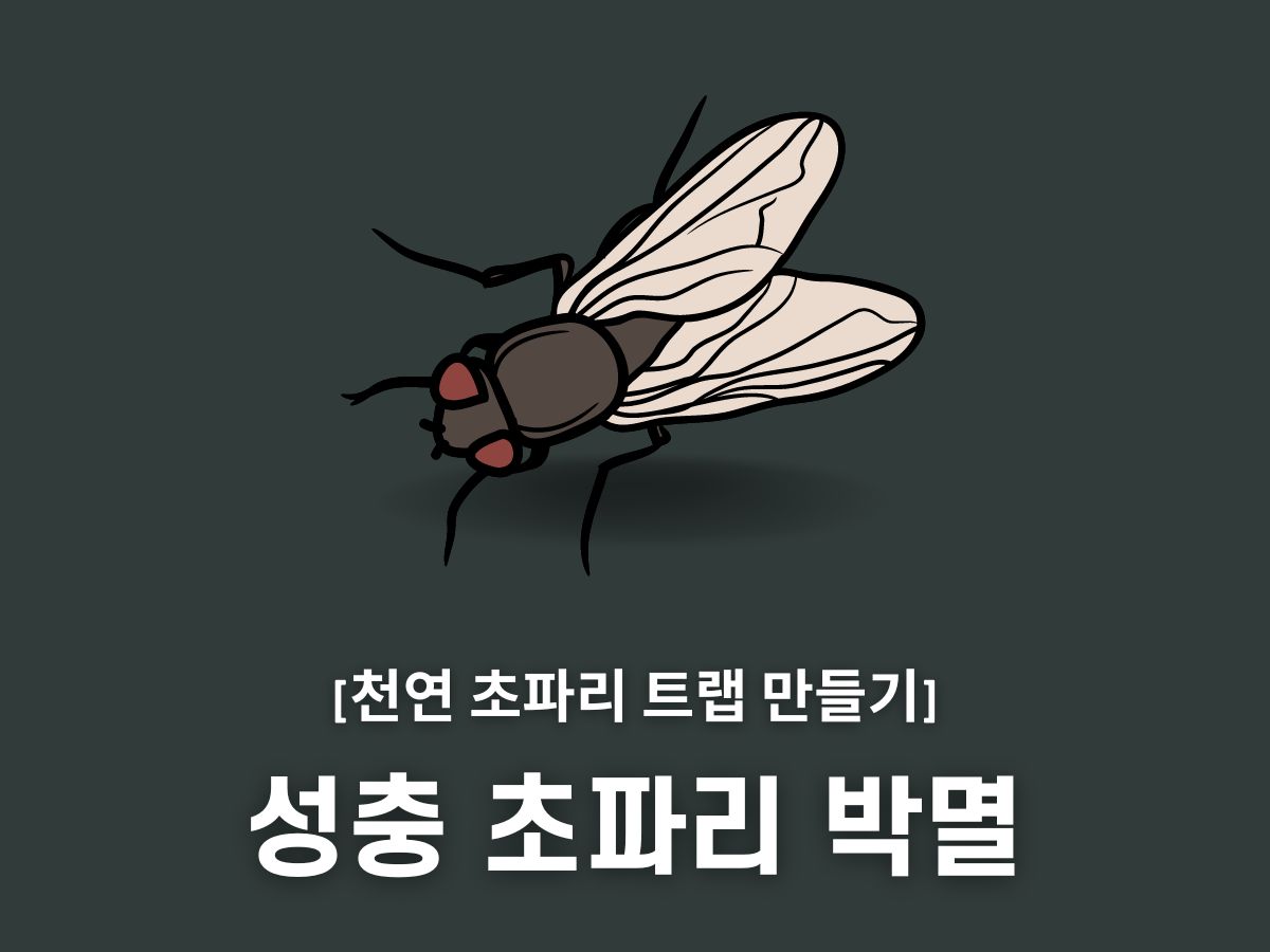 초파리 퇴치법