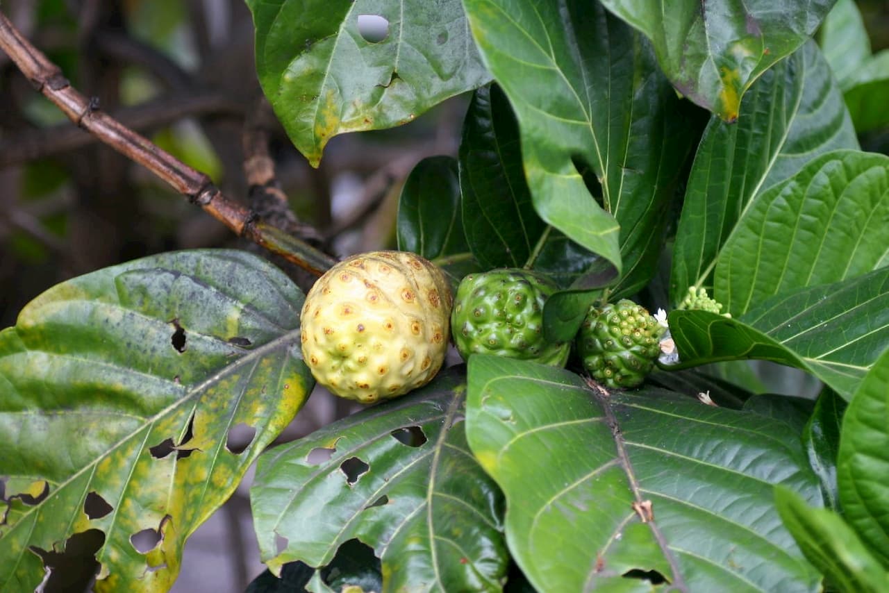 노니 열매