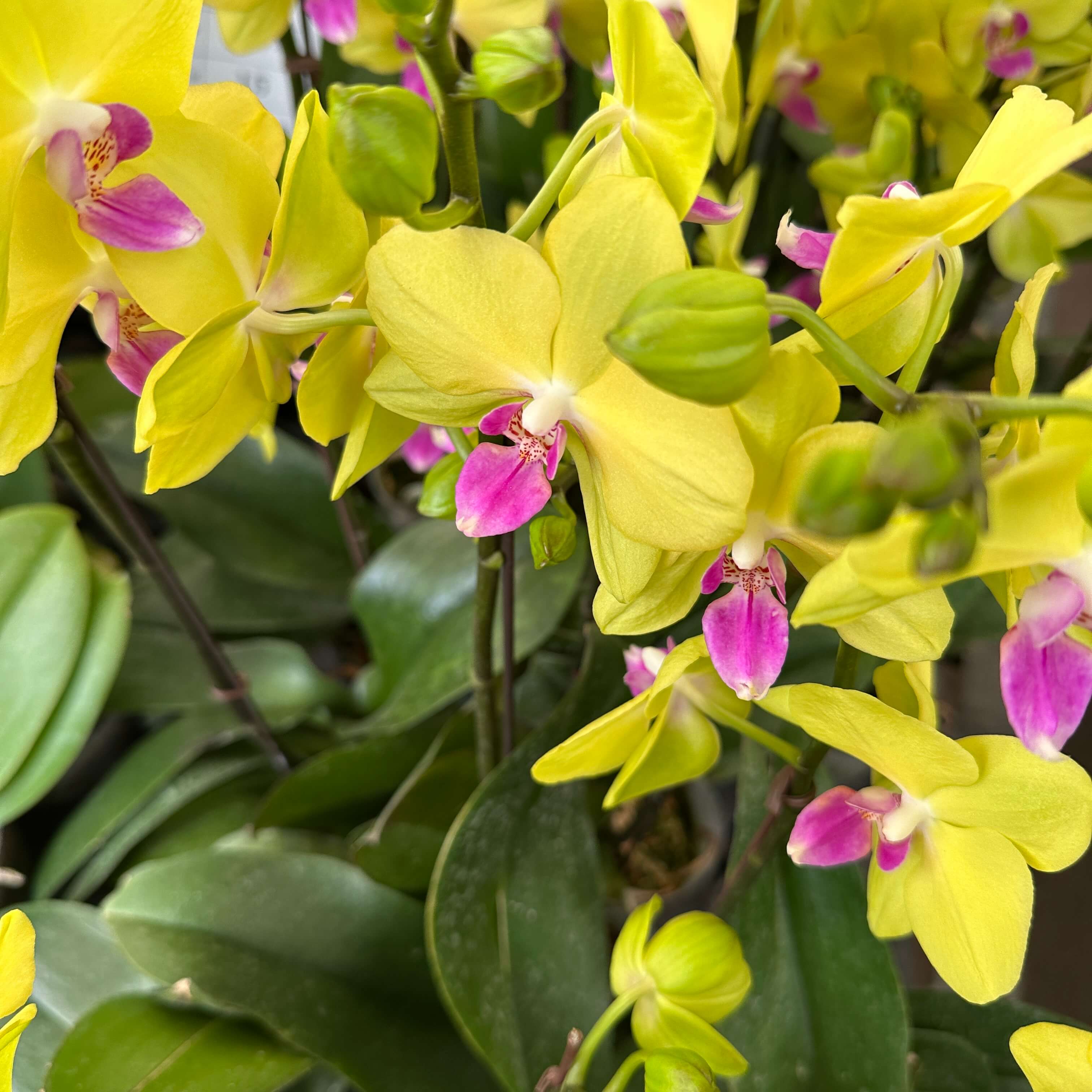 호접란 키우는 법