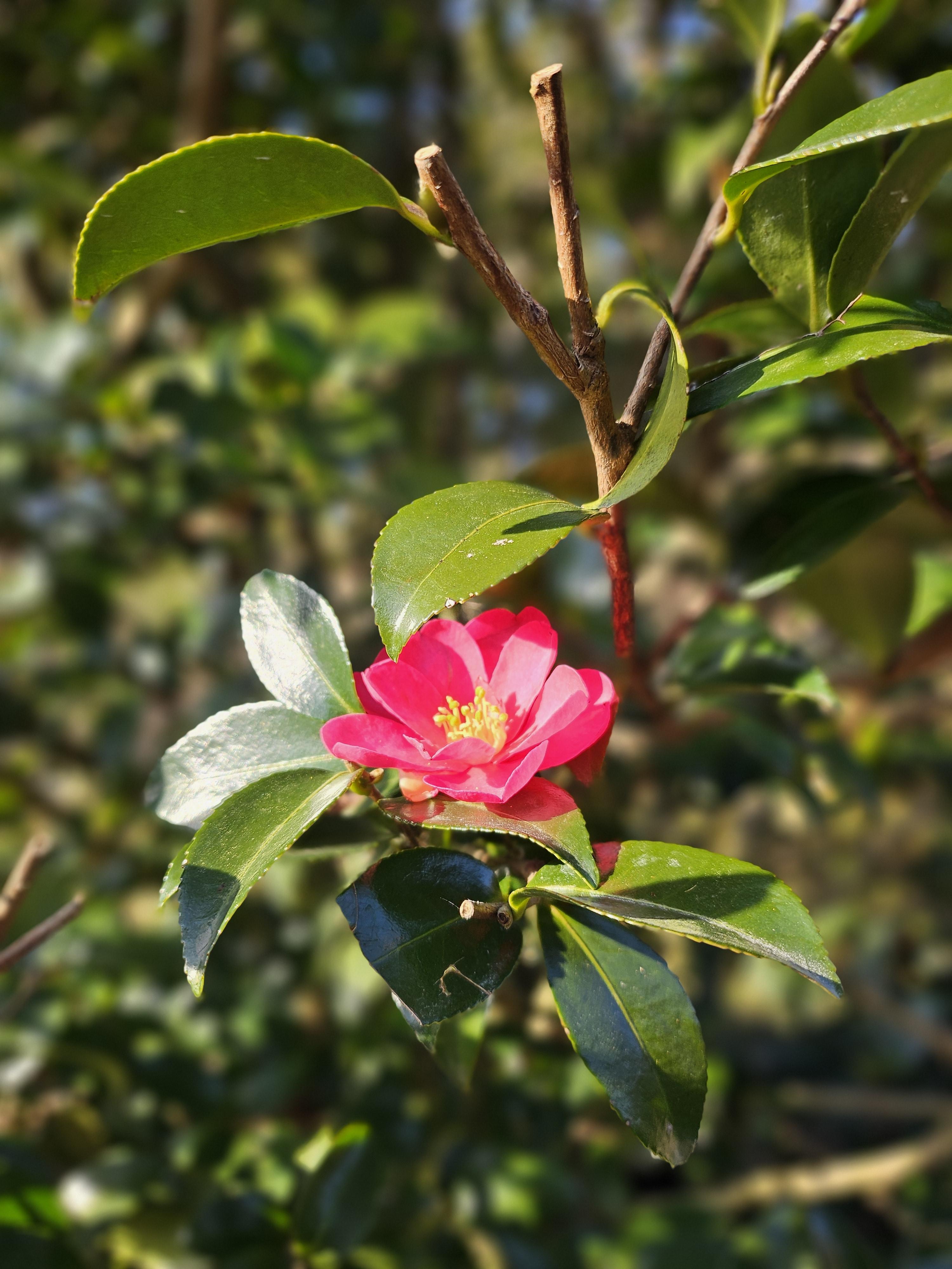제주도휴애리공원