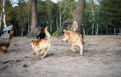 개의 마운팅으로 일어나는 트러블.