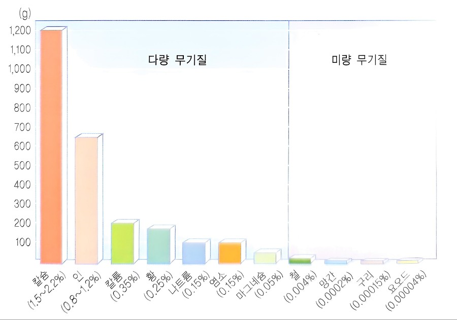 무기질의 체내 분포