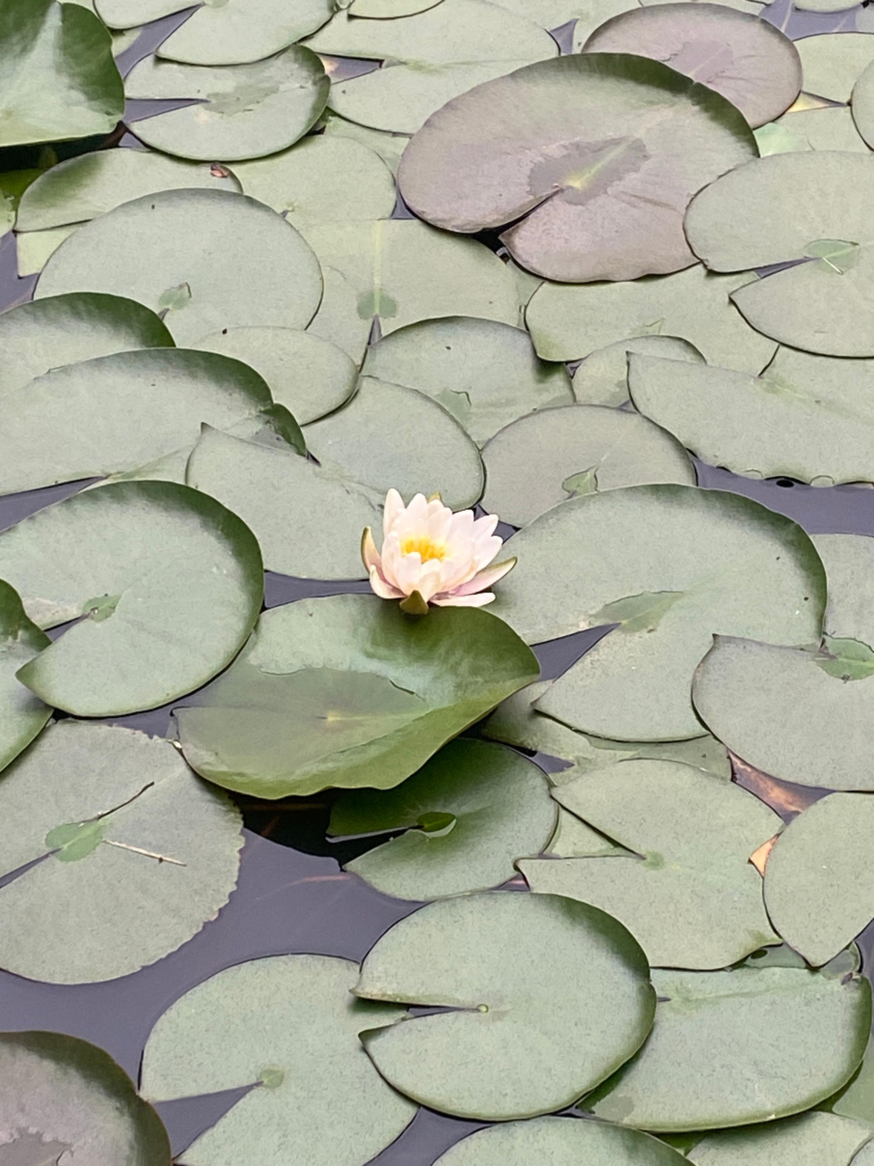 서울특별시 성북동 길상사