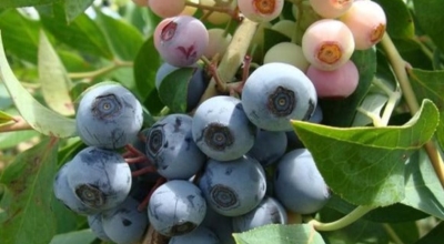 블루베리이미지