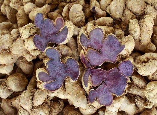 시르투인-파비플로라-효능