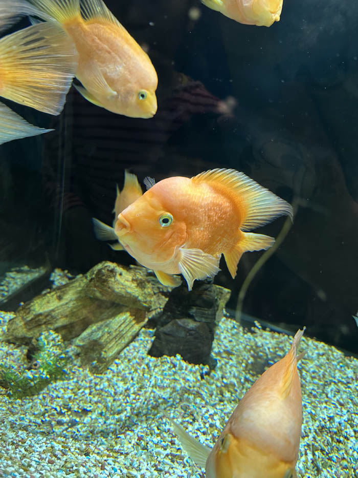 주황물고기