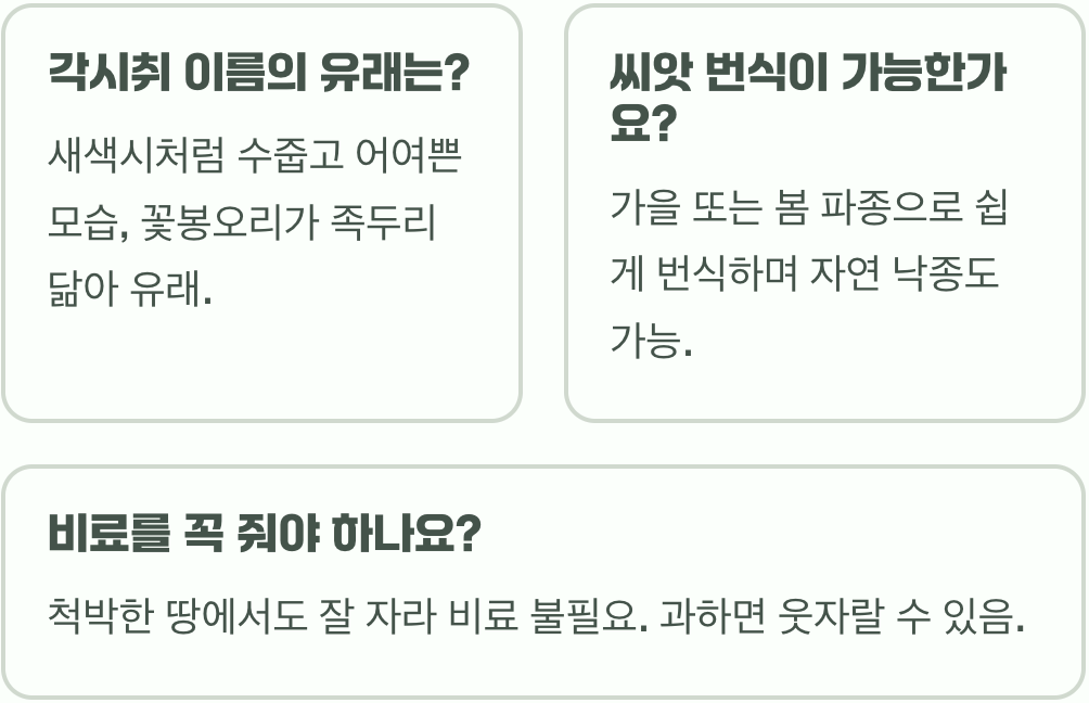 야생화의 여왕, 각시취 집에서 키우기 A to Z