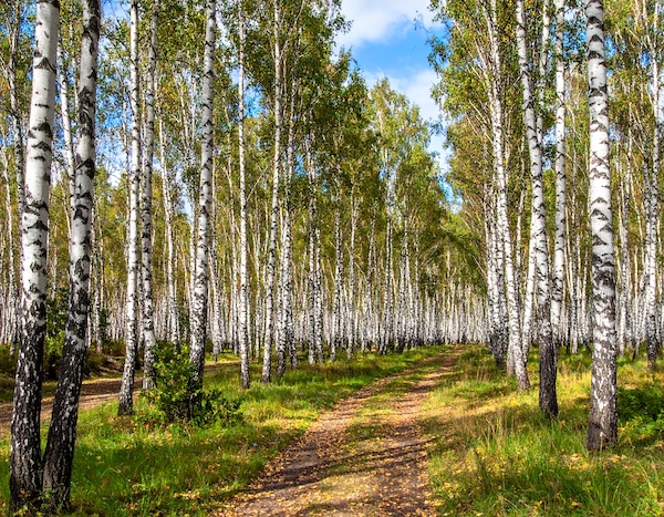 영양자작나무숲