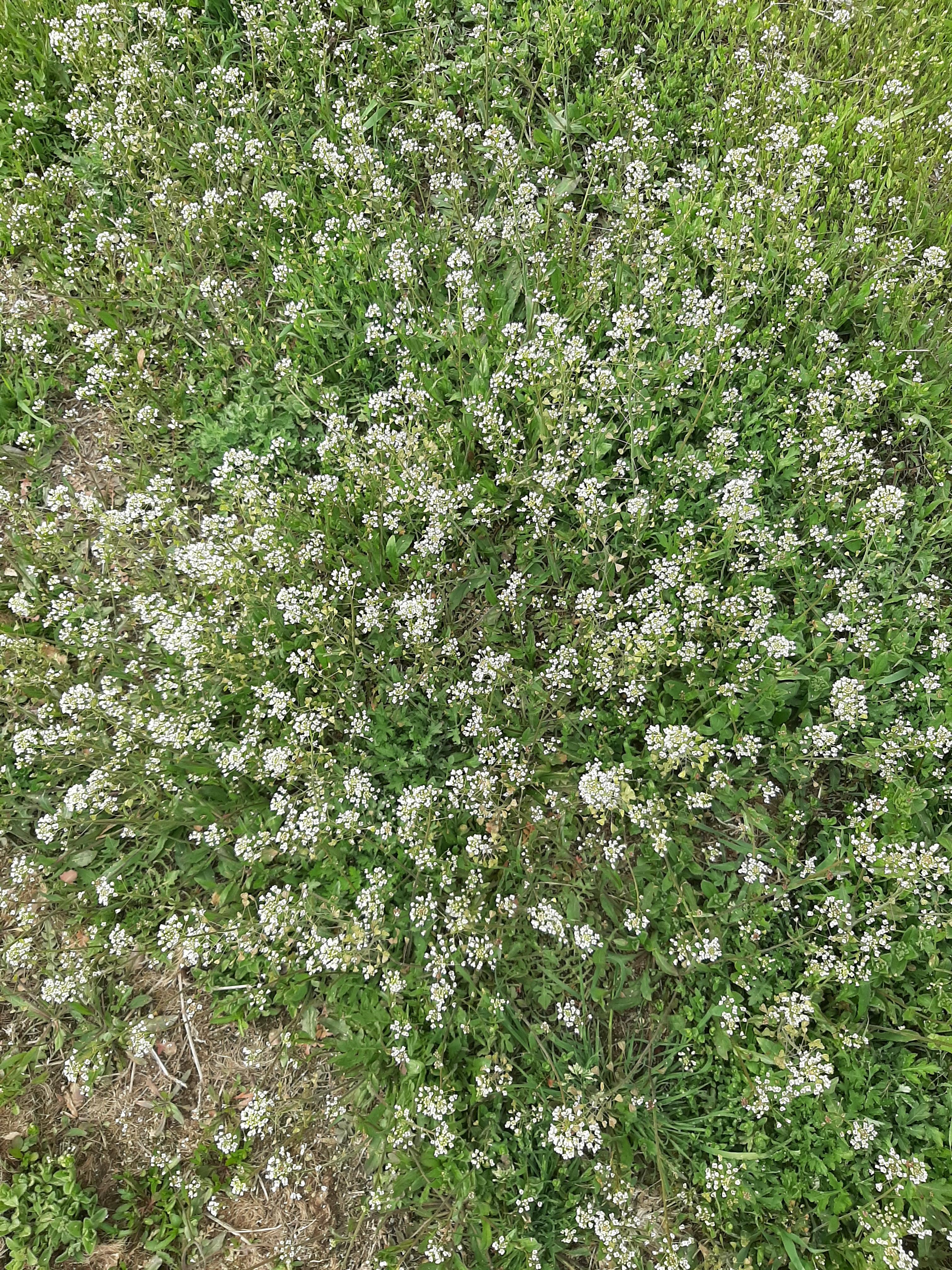 봄철 구리 한강공원에서 촬영한 냉이 군락. 하얀 꽃이 피기 시작한 상태의 냉이들이 초록빛 들판을 덮고 있다.