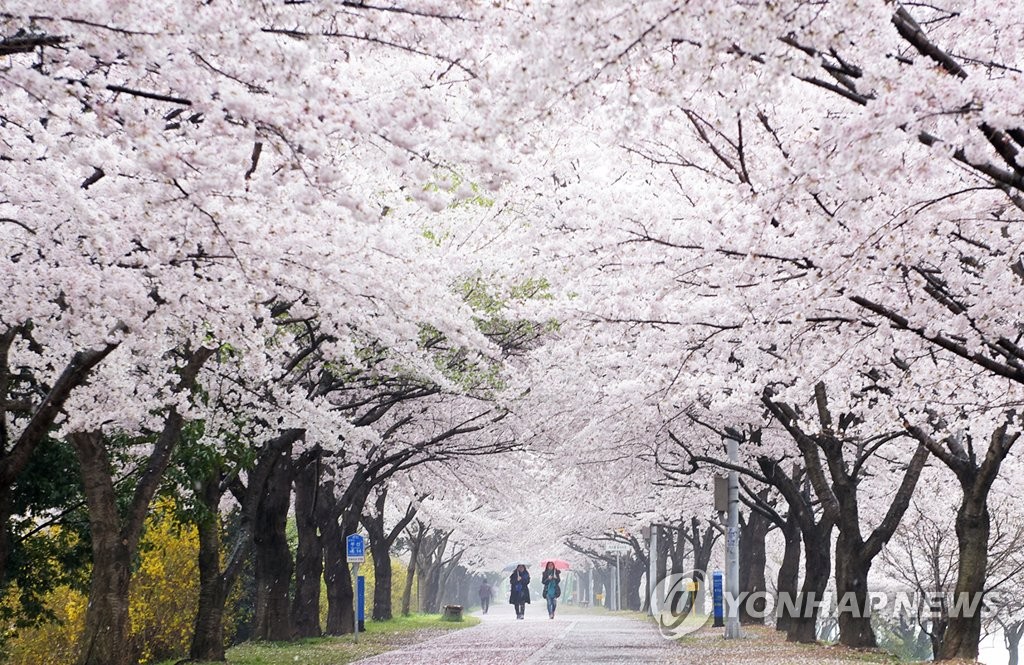 삼락생태공원 벚꽂길 명소