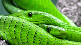 뱀이 하늘로 올라가는 (승천하는) 꿈해몽