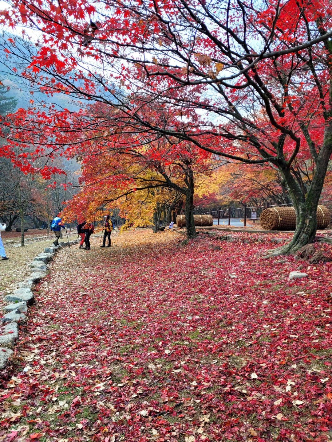 내장산 단풍