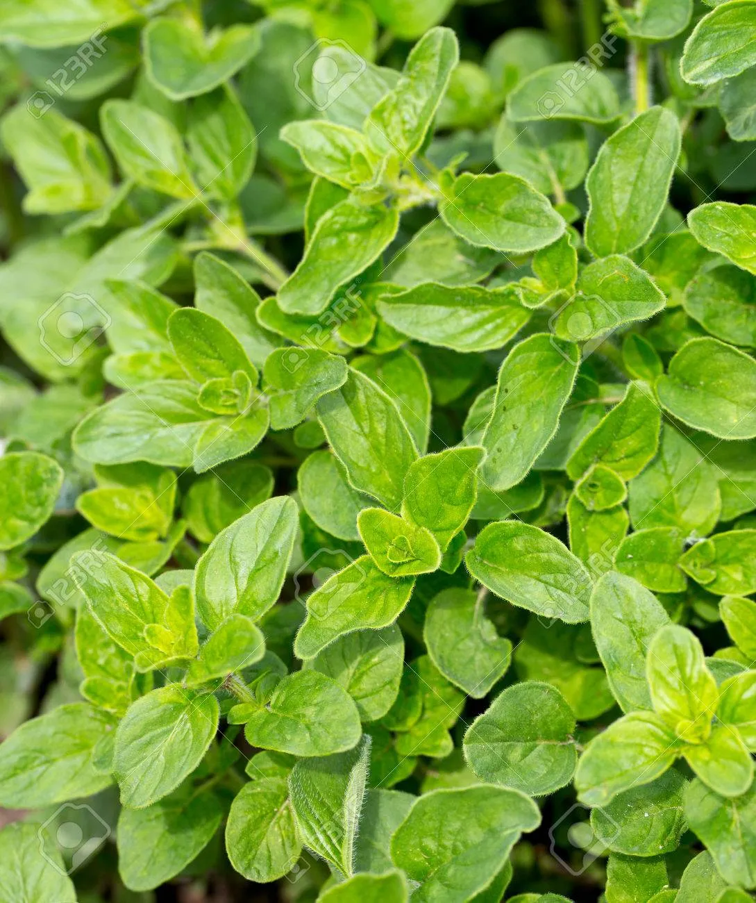 오레가노 재배 삽목 번식 통풍 관리 잎 수확_1