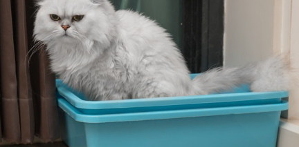 화장실에서 기분 나쁜 흰 고양이.