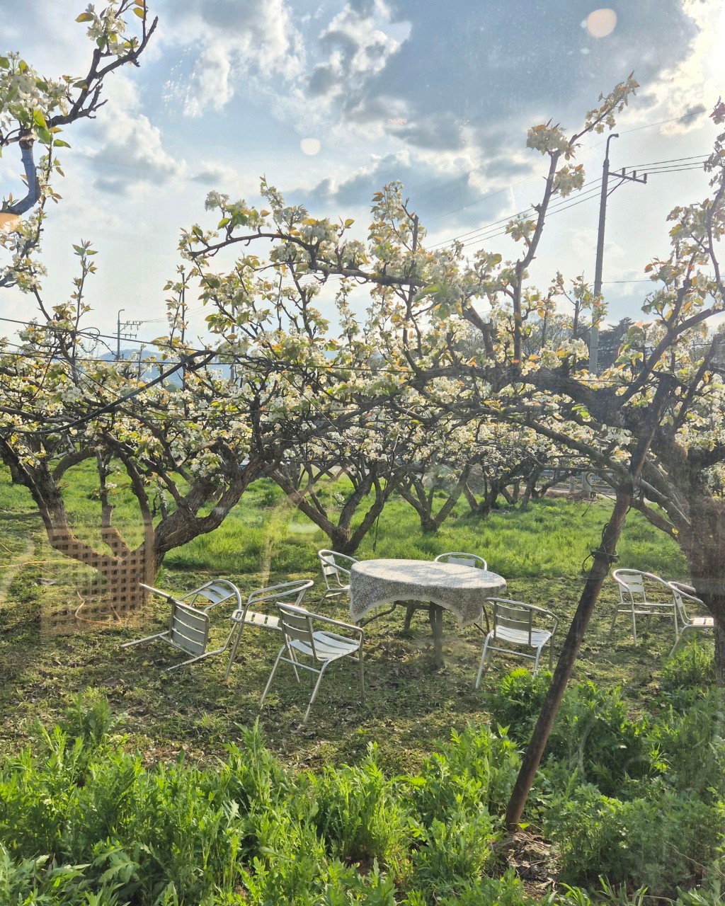 실외 배꽃 밑 테이블 사진