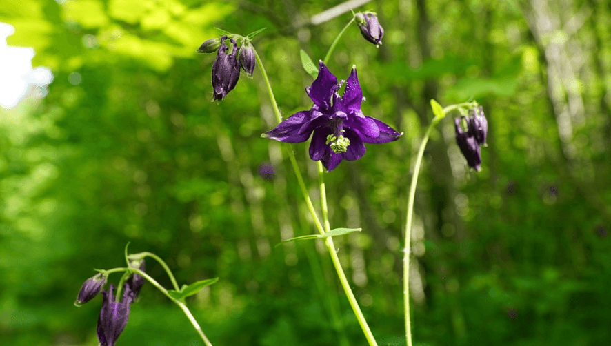 가래가 생기는 원인을 알아보고 도움이 될 수 있는 도라지 차, 도라지가 꽃을 피우고 있다