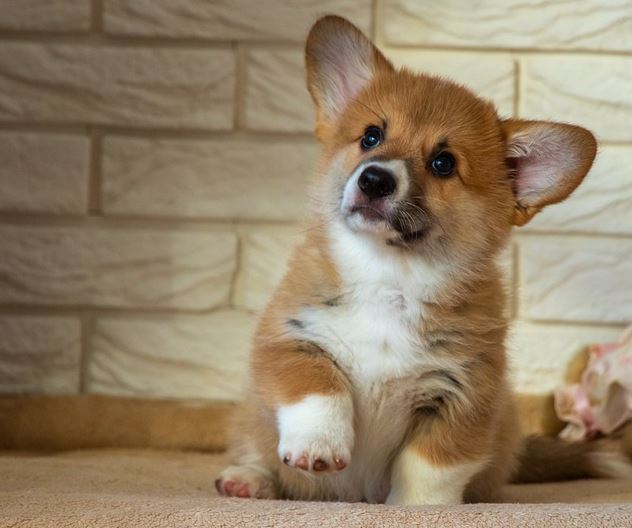 웰시코기 강아지 한 마리가 카펫 위에 앉아서 오른 손을 살짝 들고 있음