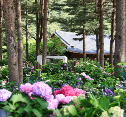 아침고요수목원 수국 전시회 일정 주차 정보 포토존 즐길거리
