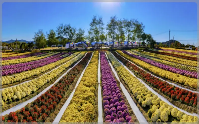 연천 국화축제_22