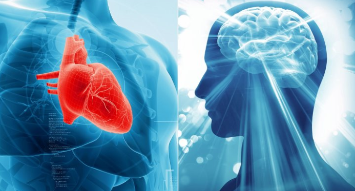 단기간 유산소 운동이 뇌건강 및 심혈관 건강에 효과