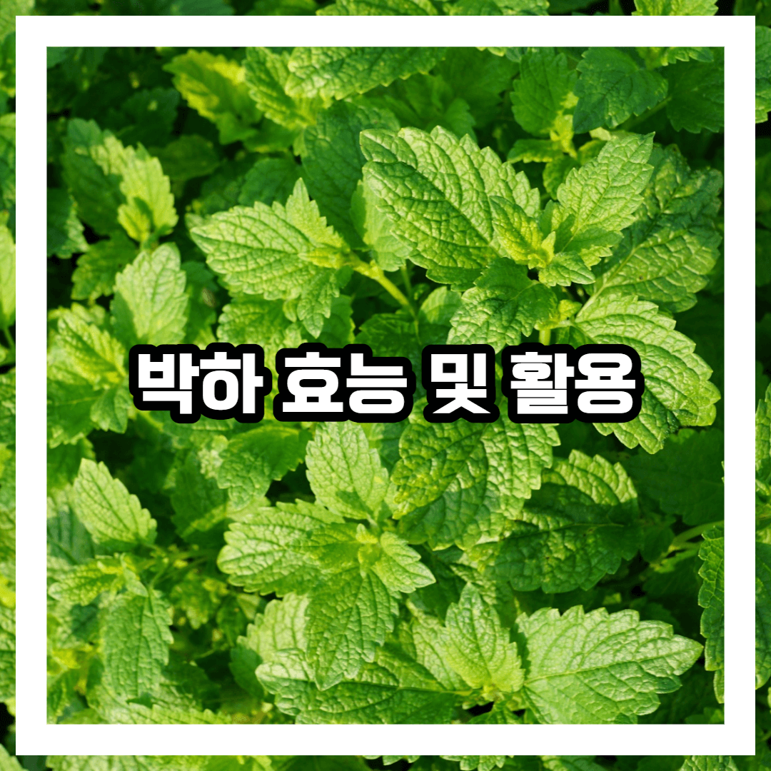 <a href="https://pixabay.com/ko//?utm_source=link-attribution&utm_medium=referral&utm_campaign=image&utm_content=2368677">Pixabay</a>로부터 입수된 <a href="https://pixabay.com/ko/users/photosforyou-124319/?utm_source=link-attribution&utm_medium=referral&utm_campaign=image&utm_content=2368677">photosforyou</a>님의 이미지 입니다.