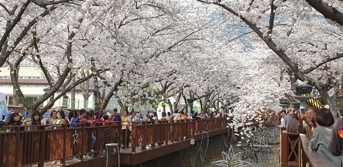 군항제