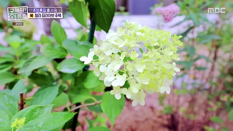 구해줘홈즈 인천 청라 국제도시 프라이빗 중정 프라당 인테리어 리모델링 추석특집 파도파도 홈서핑 소개