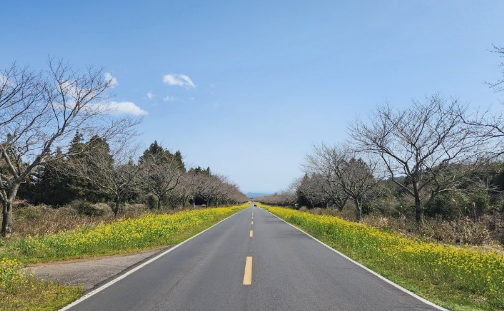 제주도 커플·가족 봄 여행코스(벚꽃 드라이브, 감성 카페, 오션뷰 숙소) 녹산로