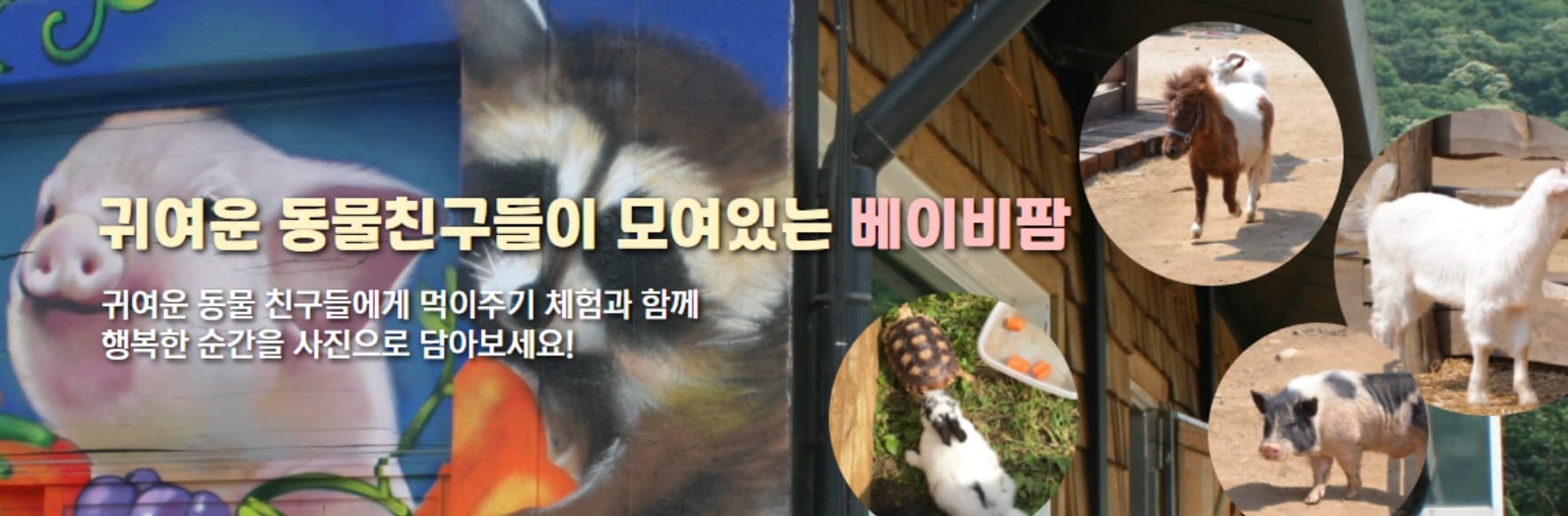 [아이 동반, 서울 근교 여행지]경기도 포천 서운동산｜딸기, 블루베리, 옥수수, 먹이주기, 밤줍기 등 체험 가득한 가족 여행지