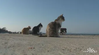 국내 고양이 마을, 청사포 고양이 마을, 봄고양이 마을_32