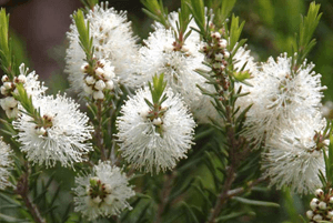 티트리오일 효능08