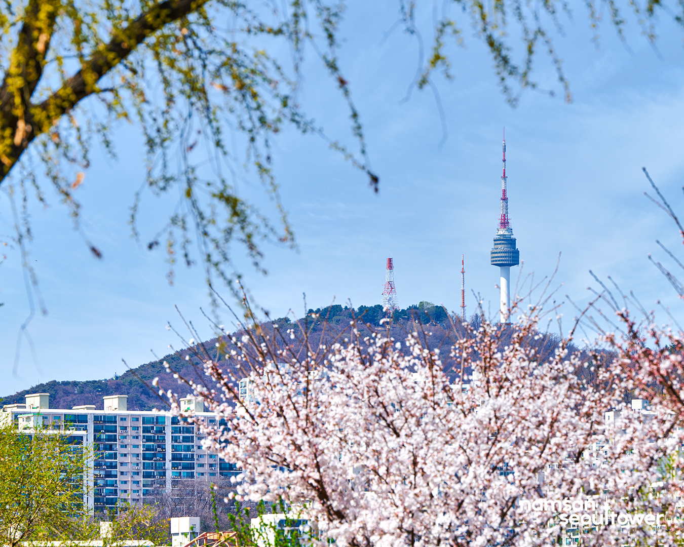 2024 서울 벚꽃명소 개화시기