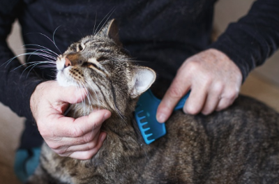 털 빗질하는 고양이