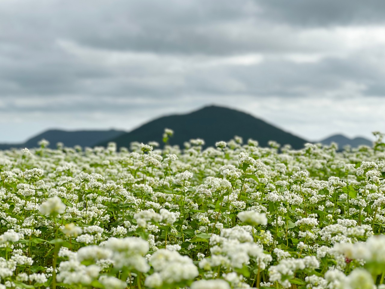 2025 보롬왓 메밀축제 제주 봄을 알리는 하얀 물결 속으로!
