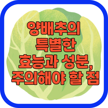 양배추의 특별한 효능과 성분, 주의해야 할 점