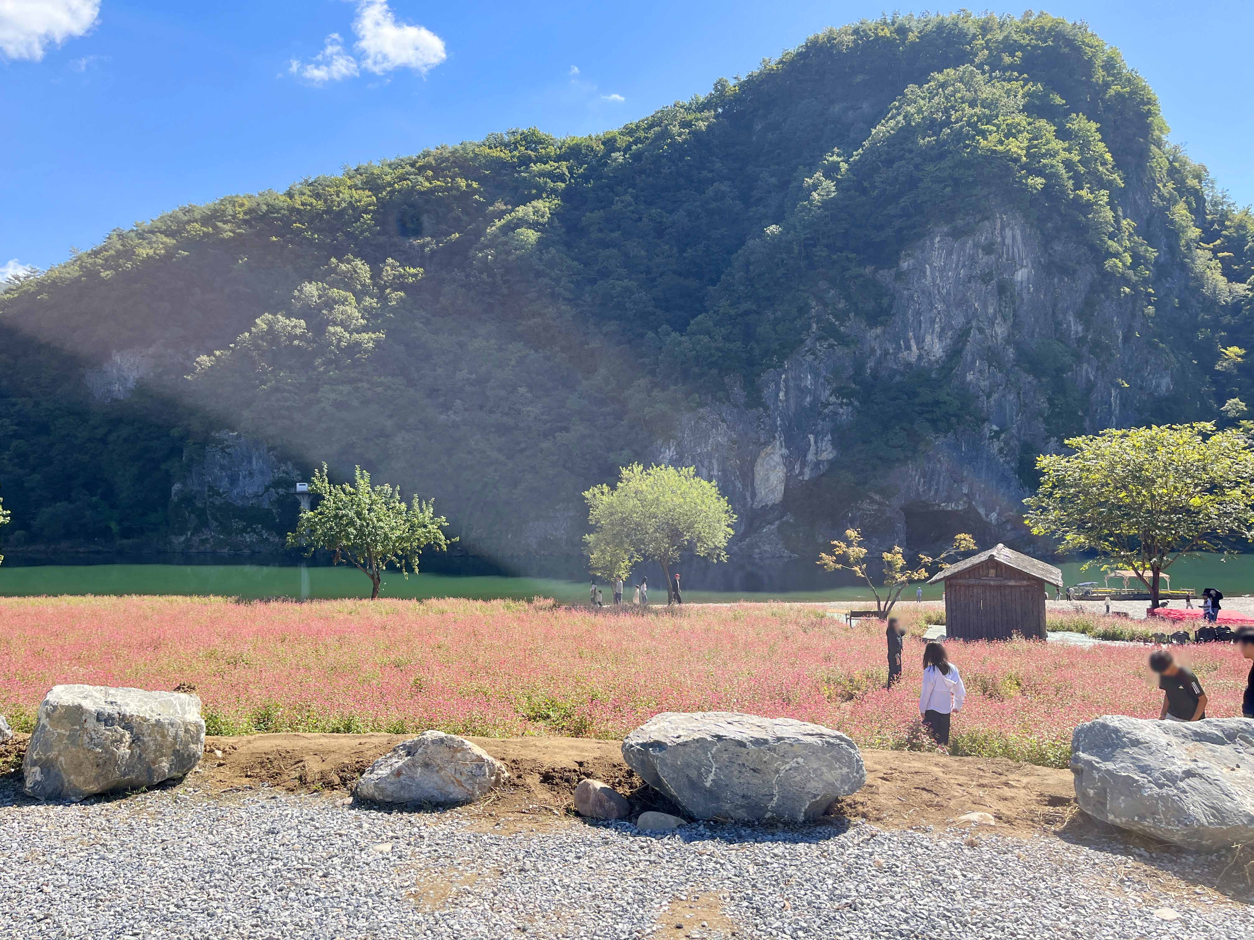 영월 동강 붉은 메밀꽃 축제 홍메밀축제