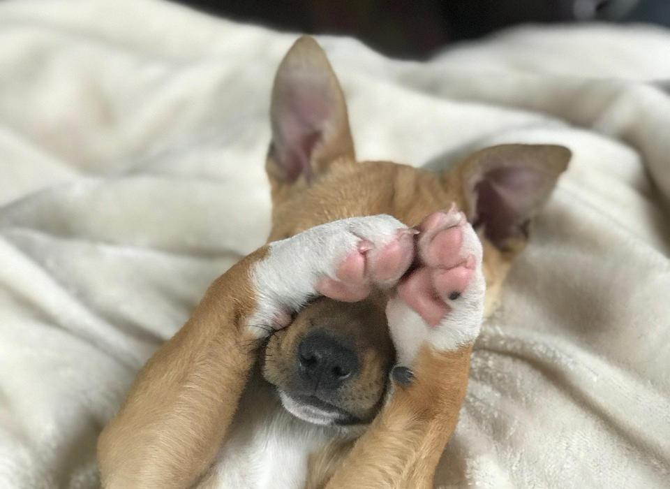 부끄러워 하는 강아지-사진