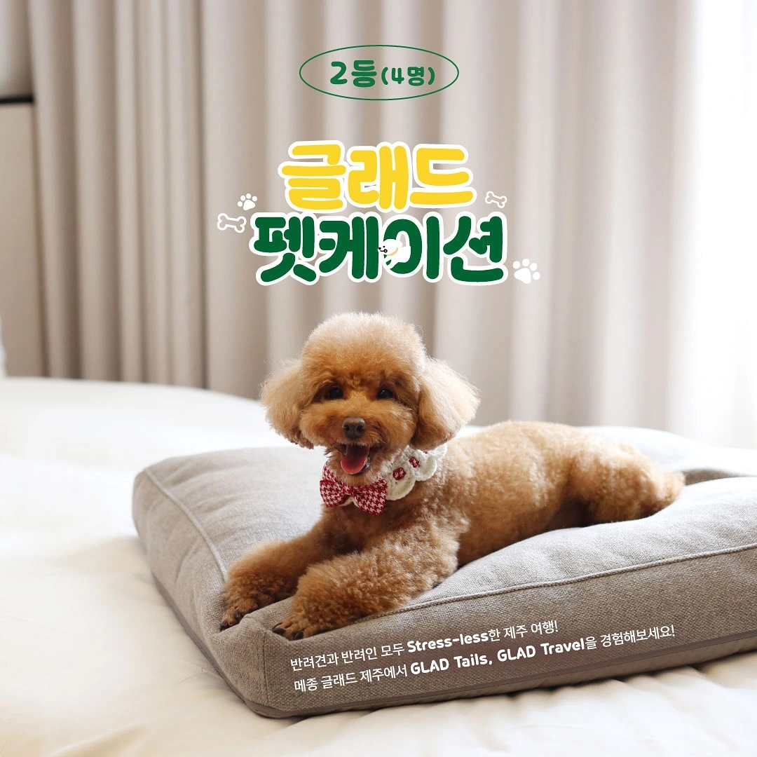연동 메종 글래드 제주 반려견 펫캉스 패키지 이벤트 소개 참여 예약 방법 여행 강아지 동반 가능한 호텔 숙소