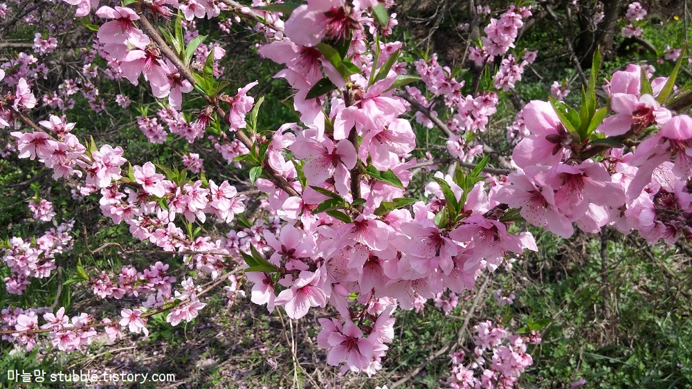 약간 크게 나온 개복숭아 꽃이다.