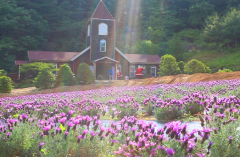 허브아일랜드 라벤더 축제_4