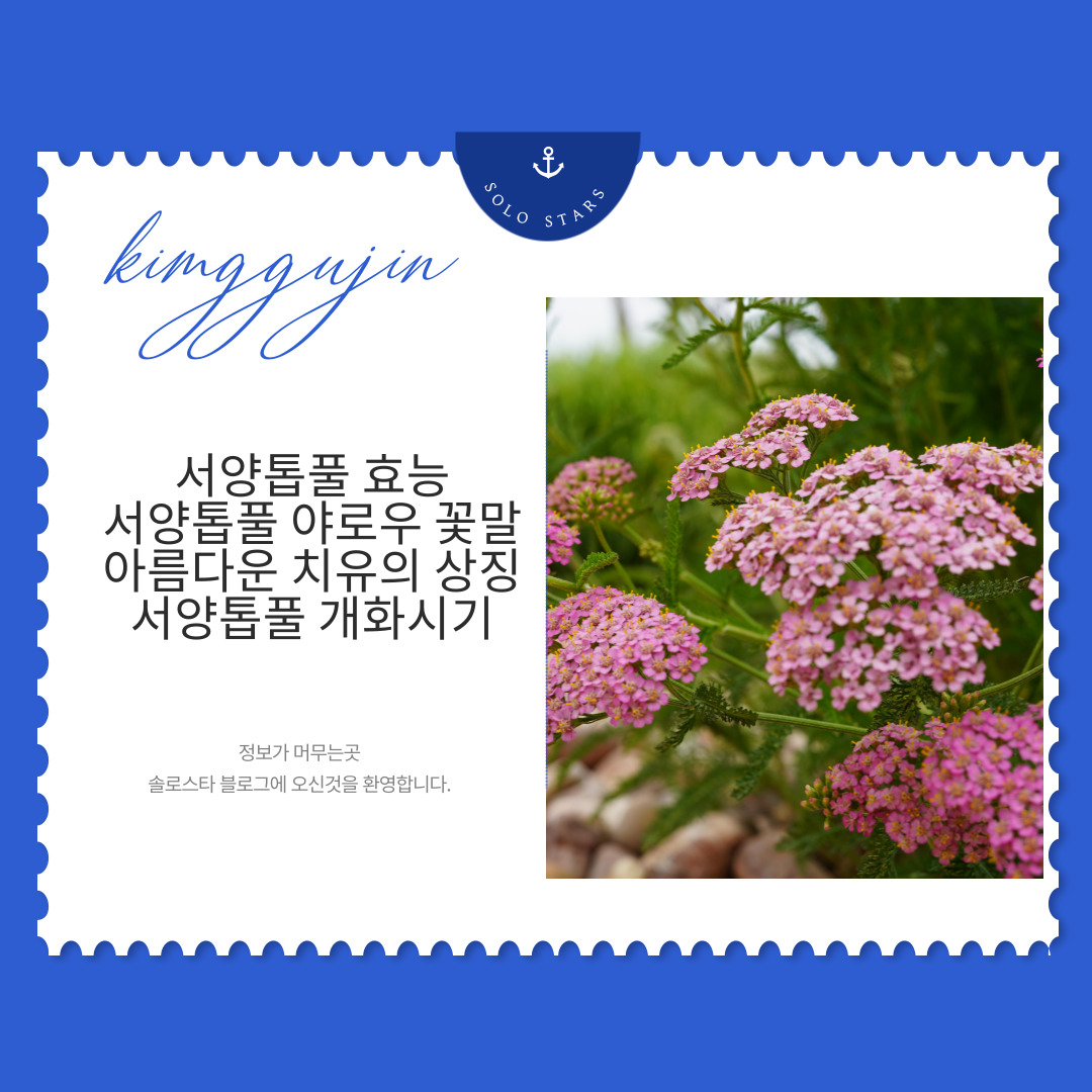 서양톱풀 사진