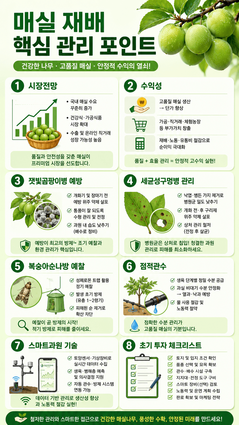 매실 재배 핵심 관리 포인트 인포그래픽