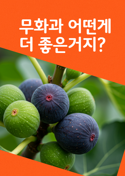 건무화과 vs 생무화과 차이점 총정리