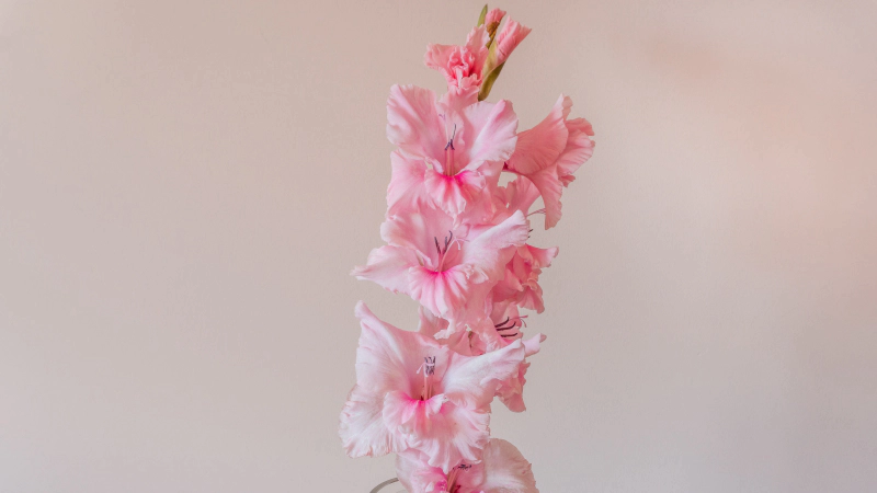 일별 탄생화 : 8월