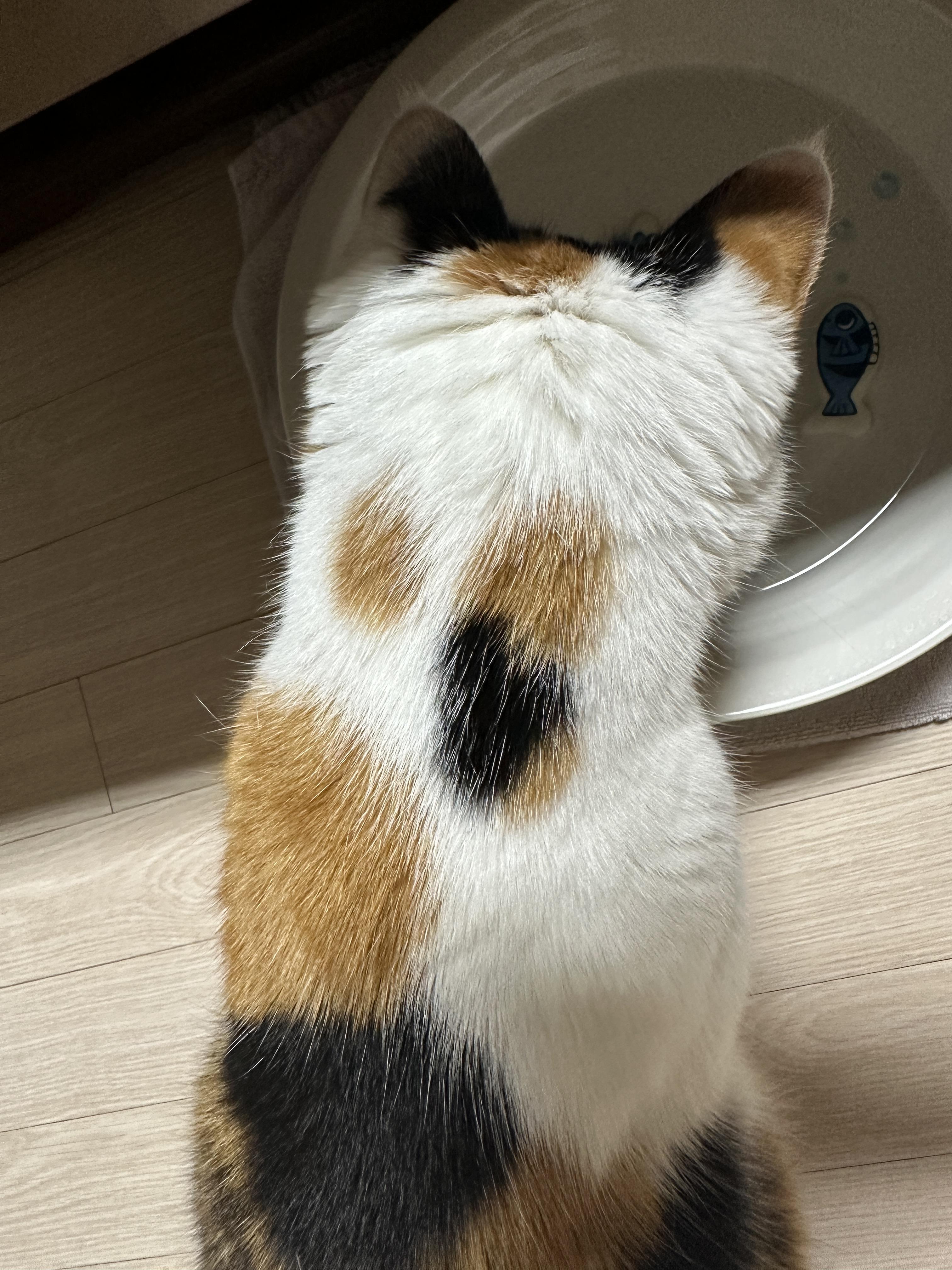 삼색이_고양이_요미의_냥통수